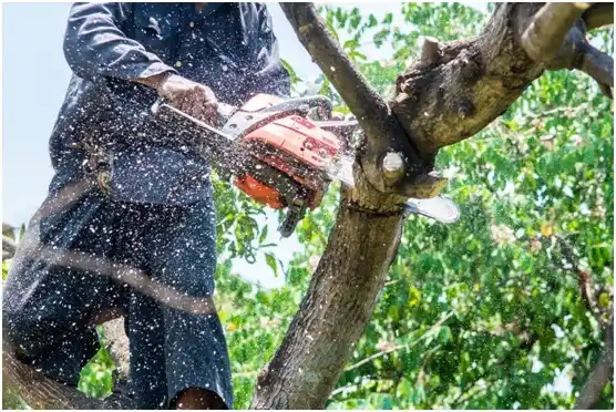 tree services Pine Grove